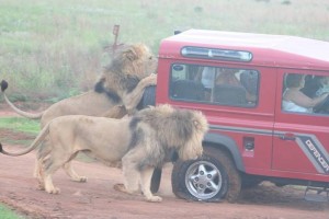 Lions checking out the spare