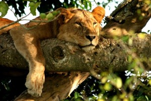 The Big 5 African safari animals includes the mighty lion