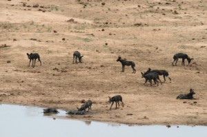 Hunting Dogs in Tsavo Kenya