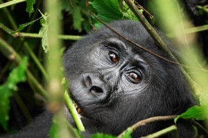 Gorilla at Bwindi inpenetrable forest, Uganda