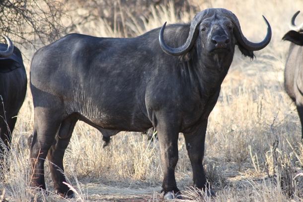 Old Bull buffalo looking at the camera