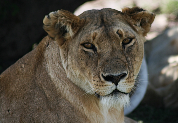 Lioness looking straight at the camera