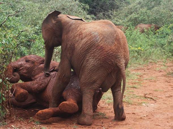 baby elephants playing