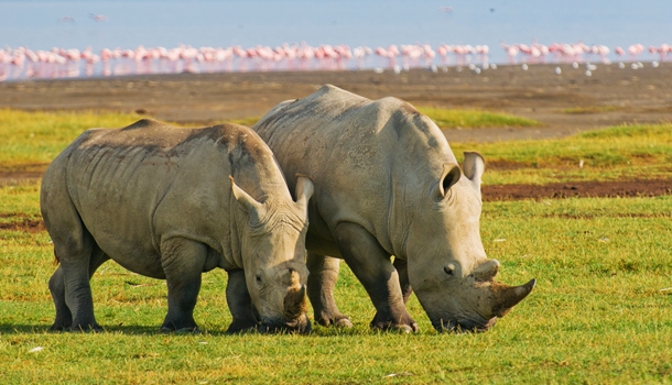 Rhinos at Lake Nakuru