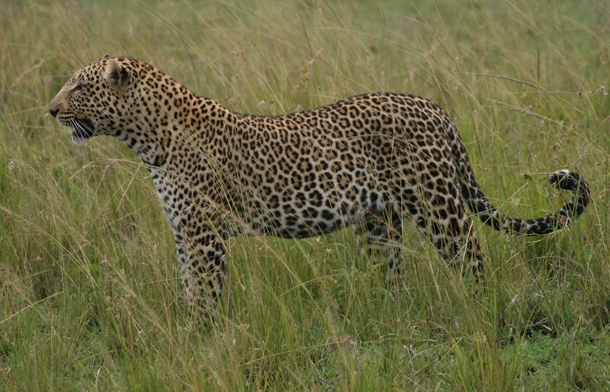 Leopard in the Masai Mara, Kenya