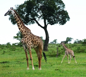 A baby giraffe with its mother in the Masai Mara