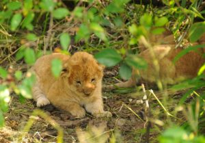 Serian Lion Cubs DSC_6888