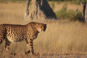 Cheetah Moremi K&D IMG-20170129-WA0028-800x533