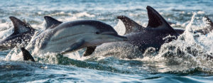 Long beaked common dolphins shutterstock_527159677