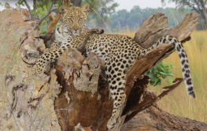 WEBshinde leopard cubs ker and downey mar 15