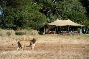 Busanga, Kafue