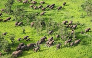 Mfuwe Lodge - the Emerald Season