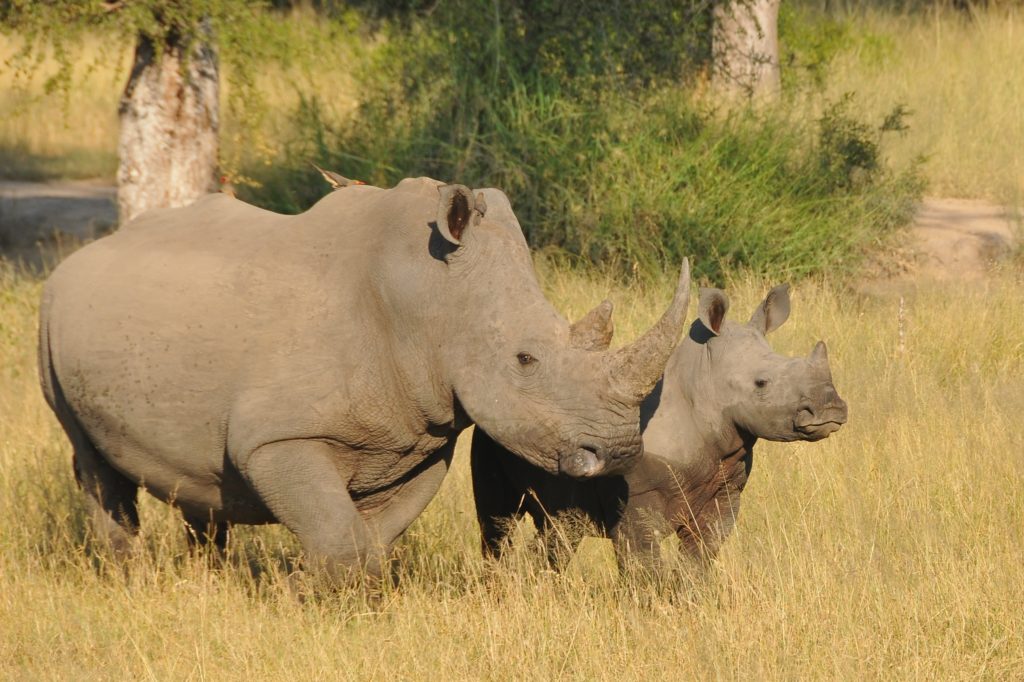 White Rhino in Greater Kruger, South Africa