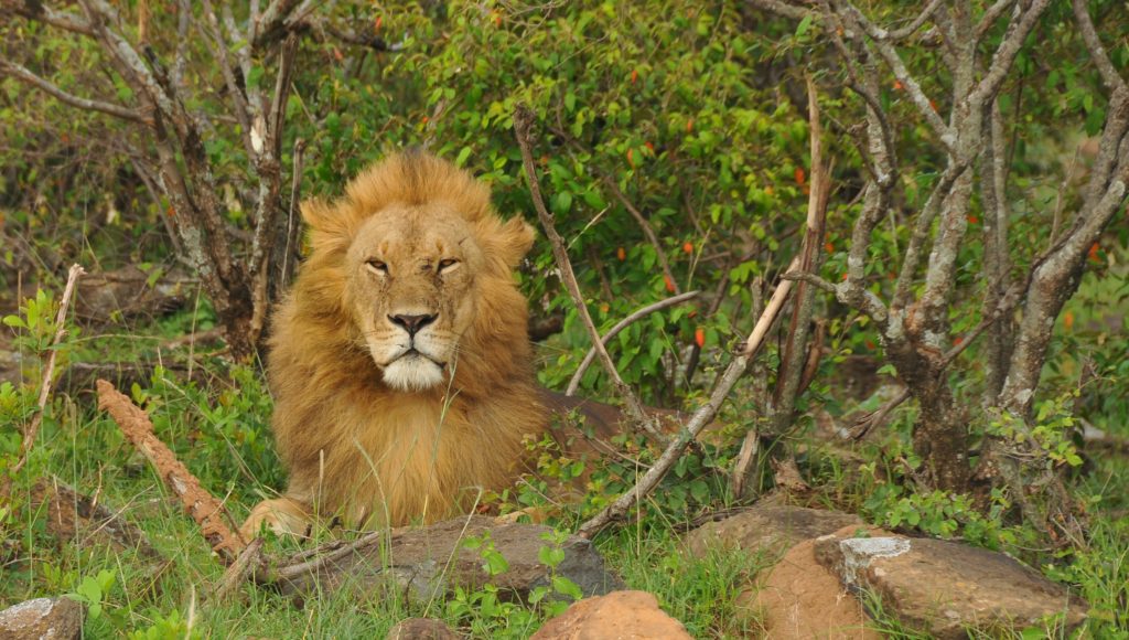 The Masai Mara is fabulous for big cats