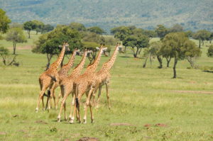 Sw Giraffe DSC_6263