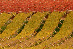 autumn vineyard cape town