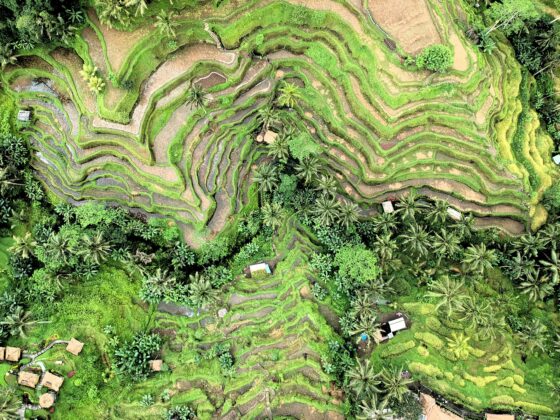 Terracing in Ubud