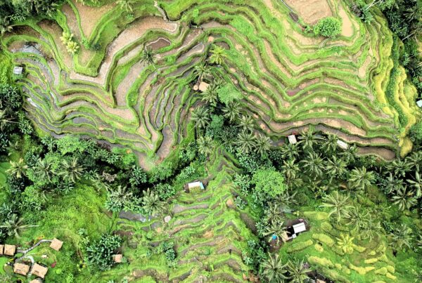 Terracing in Ubud