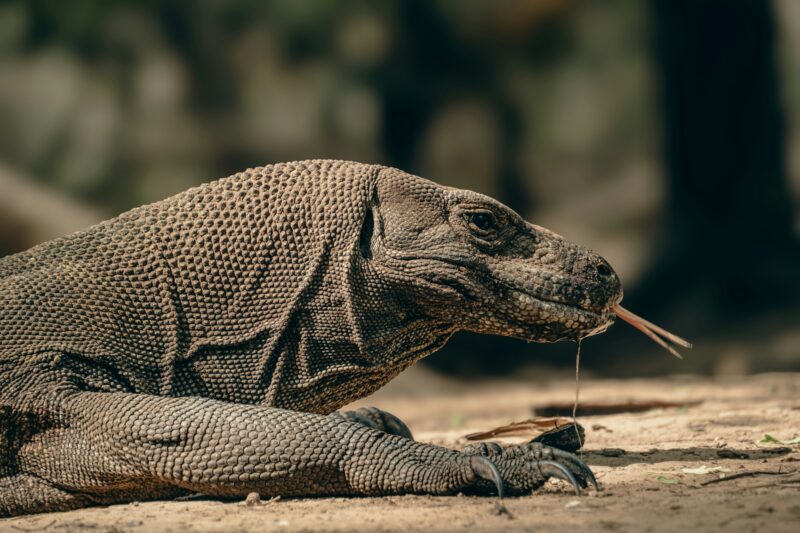 Komodo Dragon