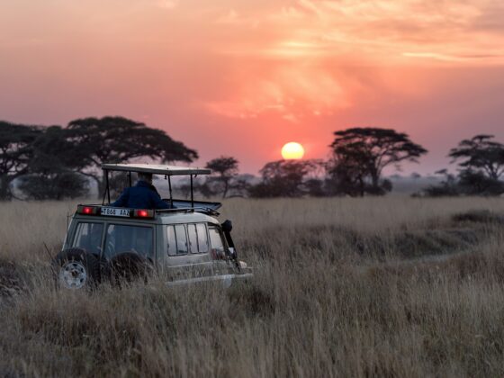 Sunrise safari in the Serengeti