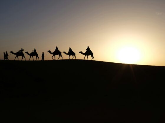 Camels at sunset in Merzouga, Morocco