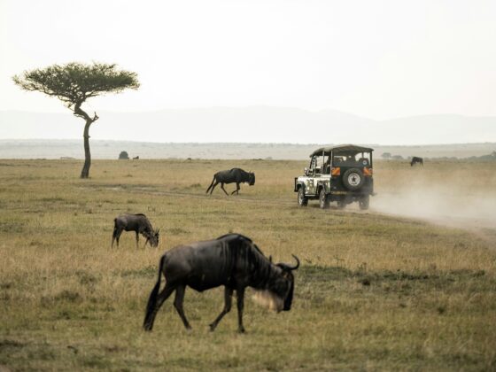 Wildebeest and vehicle in Kenya's Masai Mara