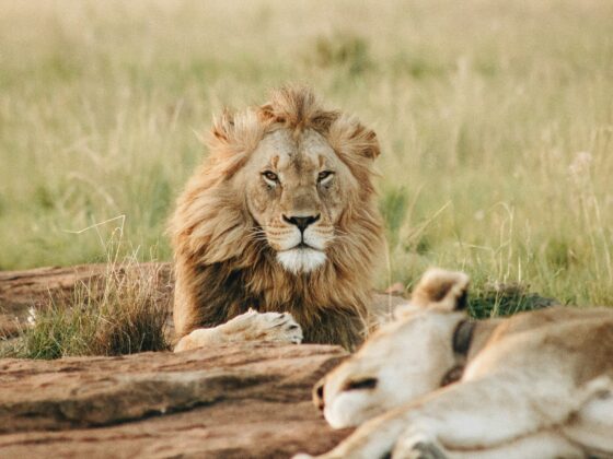 Africa’s most Instragrammable safari in 2025