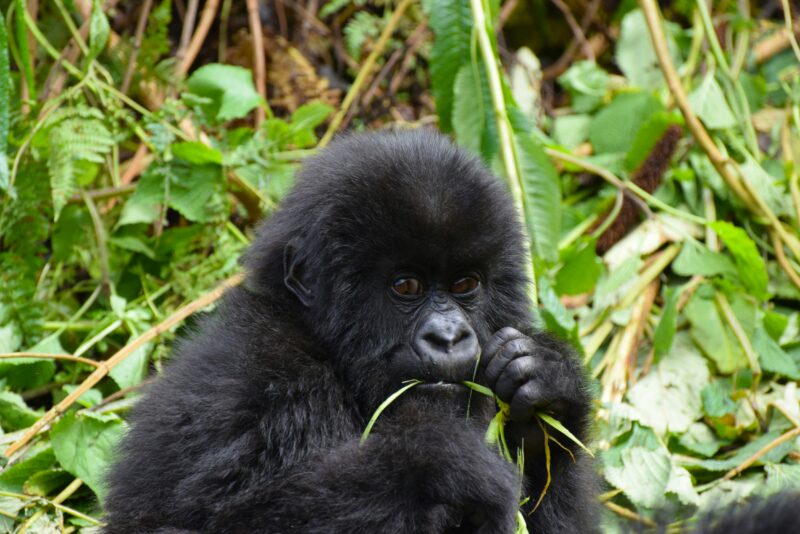 Gorilla Conservation